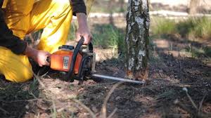 Best Tree Preservation Services  in West Liberty, OH