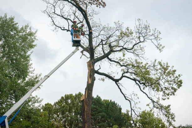 Best Seasonal Cleanup (Spring/Fall)  in West Liberty, OH